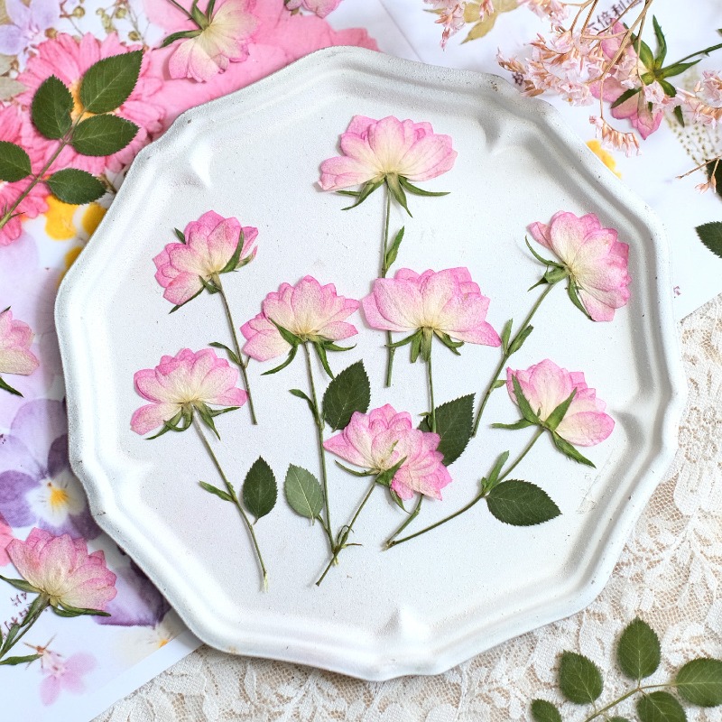 12 шт., настоящие засушенные п – обзор и цена Resin Craft Ideas