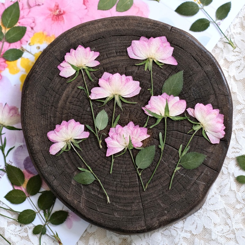 12 шт., настоящие засушенные п – обзор и цена Resin Craft Ideas